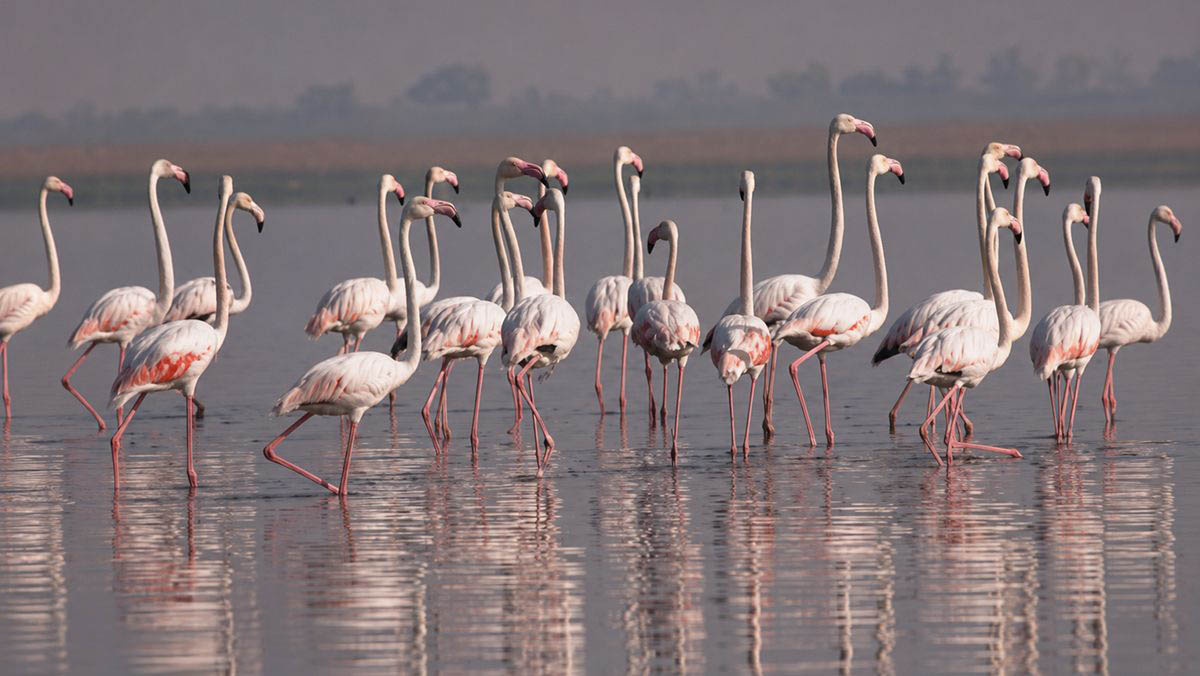 Ujjani Wetland